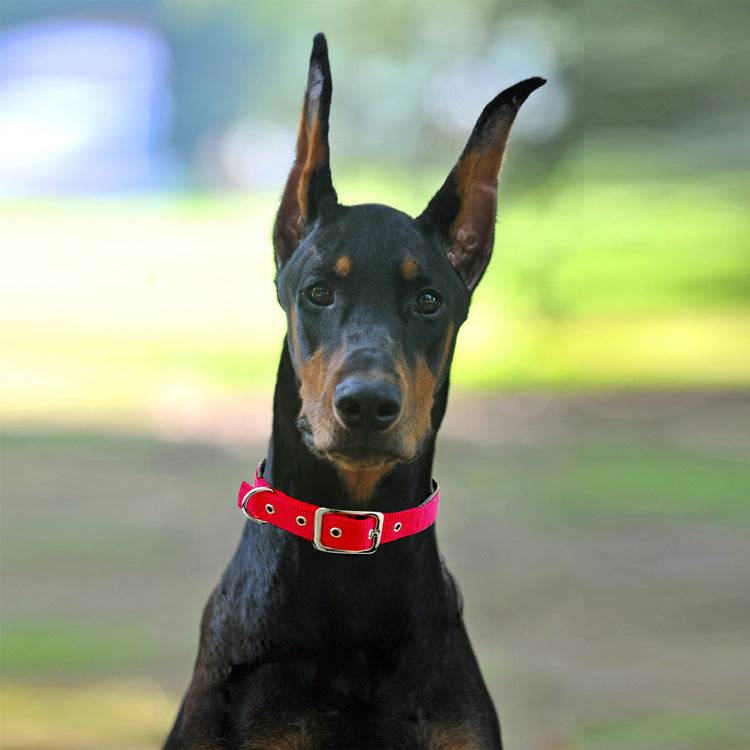 Traction Dog Collar
