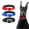 Skylight (alpha) Traction Dog Collar